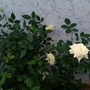 ���� ����, �������, 49 ��� - ��������� 20 ������� 2020 � ������ ��������� ��������