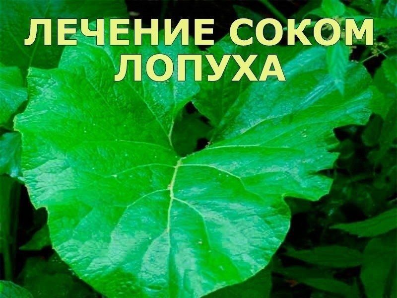 Листья Лопуха Где Купить