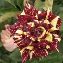 ���� Dragonsha (������), �����-��������� - ��������� 5 ���� 2020 � ������ ������