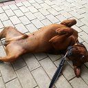 ���� ����, �����������, 56 ��� - ��������� 9 ��� 2020