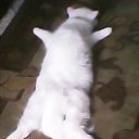 ���� �����, ������, 43 ���� - ��������� 22 ������ 2020 � ������ ���� ����������