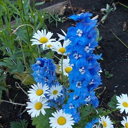 ���� ����, ������ - ��������� 11 ������ 2020