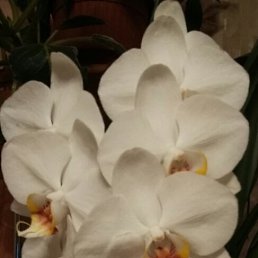 �����, ���������, 46 ���