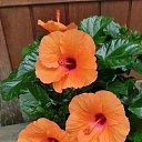  Gojko, -, 72  -  9  2020    , 