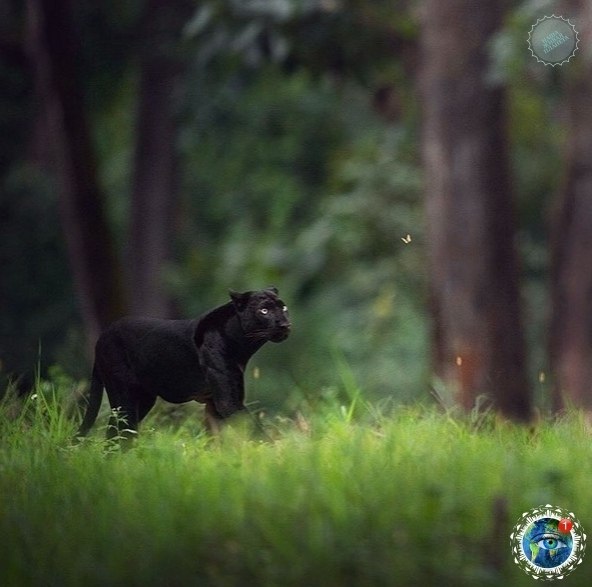  e   apa: pc oo, oa, oac a epee, oea a aoo, ... - 7