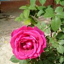 ���� �����, ����, 52 ���� - ��������� 8 ��� 2020 � ������ ���� ����������