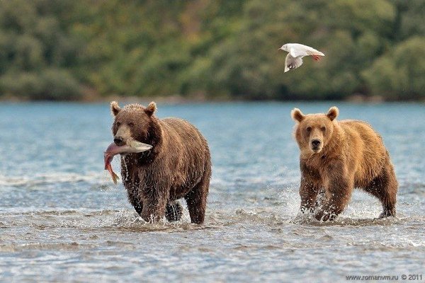 Камчатка. Медвежий угол (Фотограф Роман Мурушкин.).Курильское озеро — одно из самых красивых мест на ...