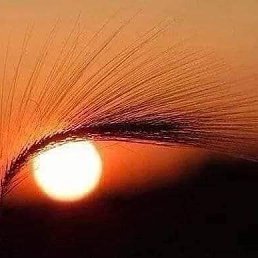 Armyanka, ������, 32 ����