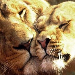 ��������, ������, 39 ���