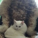 ���� ���������, �������, 60 ��� - ��������� 22 ��� 2020 � ������ ���� ���������