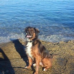 ���� Vjeracity, �����, 63 ���� - ��������� 10 ����� 2020