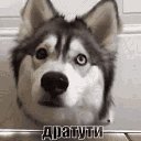 ���� �������, �����������-��-�����, 51 ��� - ��������� 24 ������� 2020