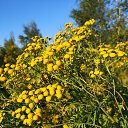 ���� ����, ����-���������, 36 ��� - ��������� 26 ���� 2020 � ������ ���� ����������