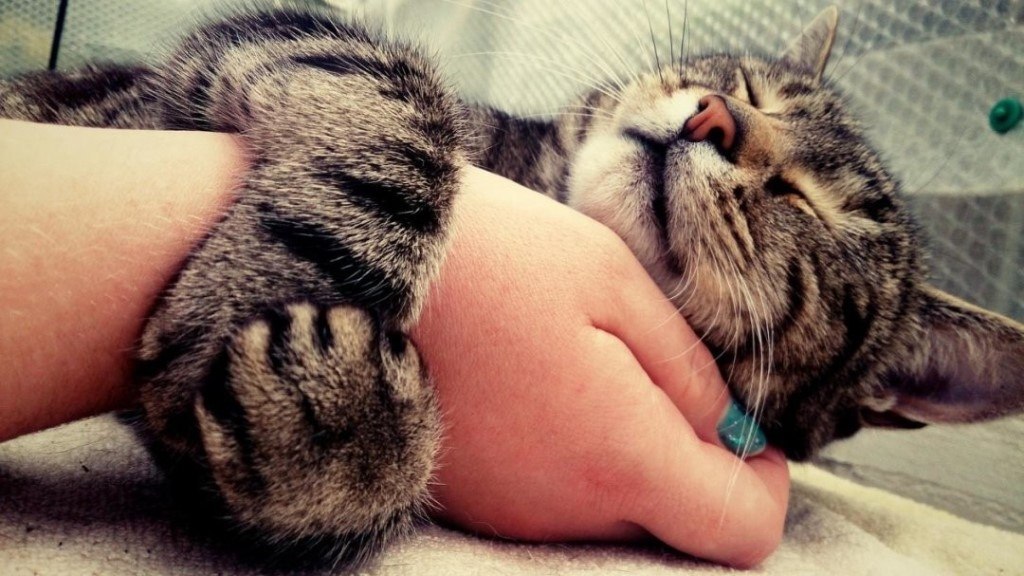    ,    .    ,     . - 2