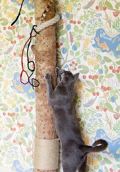 Когда очень любишь своего кота, то и целое дерево можно в квартире поставить) - 4