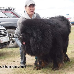 Amgaa Kharsor, ����-�����, 52 ����