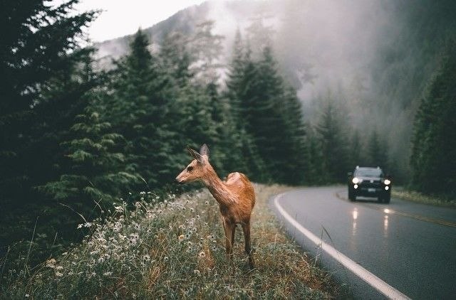 Olympic Nationl Park