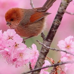 Rihanna, �������, 32 ����