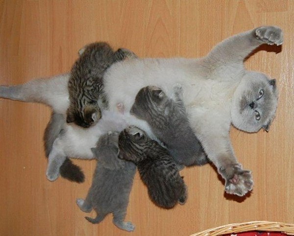 Довольные семейной жизнью кошки с маленькими котятами - 10