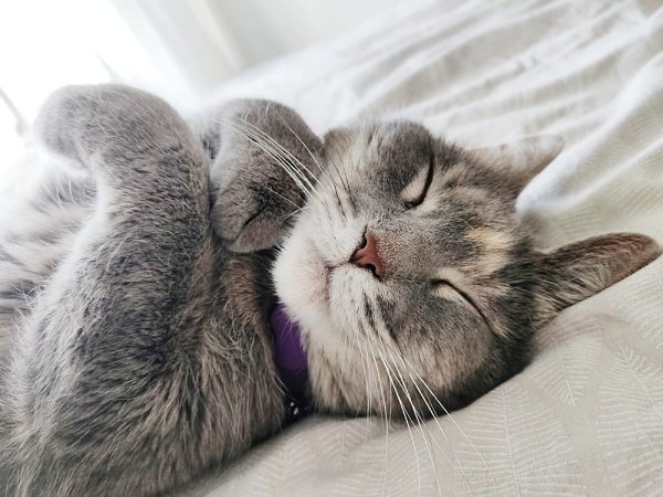 Котики — это не только мягкий мех, но и три — четыре килограмма фантастического позитива..... - 3