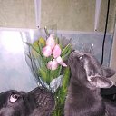 ���� ������, �����-���������, 52 ���� - ��������� 12 ����� 2020 � ������ ������ ��������