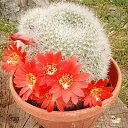 ���� Vidoje, �������, 61 ��� - ��������� 22 ���� 2020 � ������ ������ ��������