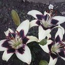 ���� �������, �����, 53 ���� - ��������� 12 ����� 2020