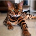 ���� �����, �����-���������, 50 ��� - ��������� 2 ����� 2020