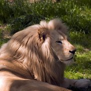 ������, 56 ���, ���������