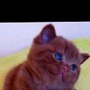 ���� �������, ������������, 51 ��� - ��������� 9 ������� 2020