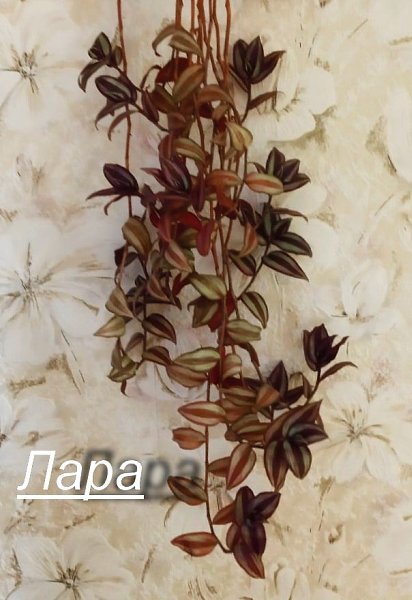 Традесканция зебрина (Tradescantia zebrina) Есть излишки. обращаться в личку.