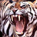 ���� ������, ����, 51 ��� - ��������� 22 ���� 2020