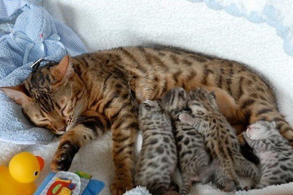 Довольные семейной жизнью кошки с маленькими котятами - 2