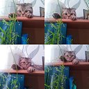 ���� �����, ������� - ��������� 29 ������ 2020 � ������ ���� ����������