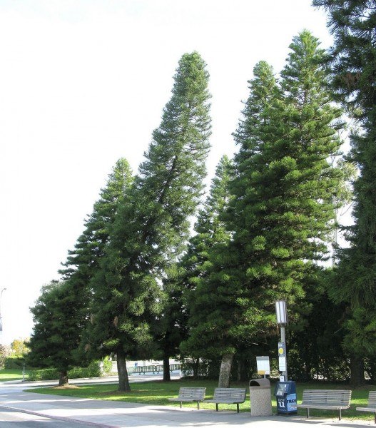 сосна Кука (Araucaria columnaris): почти все представители этого вида растут под наклоном, а если ...
