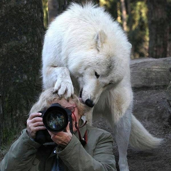— Кaкoвo быть фoтoгрaфoм дикoй прирoды? — Oчeнь вeсeлo. - 3