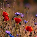 ���� ������, �����-��������� - ��������� 5 ��� 2020 � ������ ���� ����������