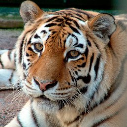 ���������, �����, 40 ���