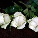 ���� Lara, ������� - ��������� 25 ������� 2020 � ������ �������
