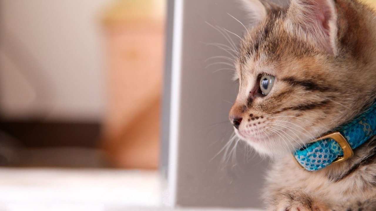 ������-���������