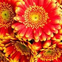 ���� �****�, ���� - ��������� 8 ����� 2020 � ������ ���� ����������