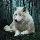 ���� Wolfgrey, �������, 42 ���� - ��������� 25 ������ 2020