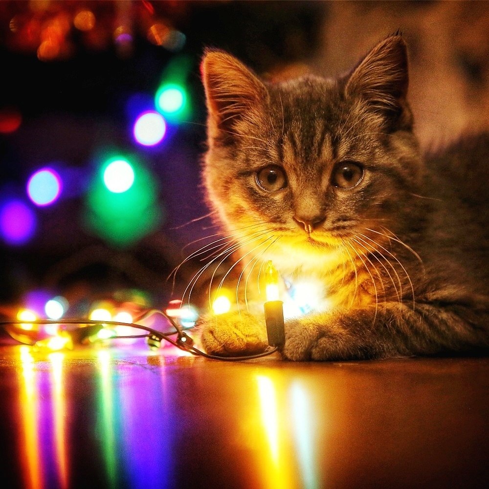 Happy Holidays!