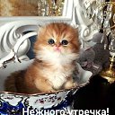 ���� �����, ������, 41 ��� - ��������� 26 ���� 2020 � ������ �������� ��������