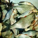  , -, 55  -  12  2020    