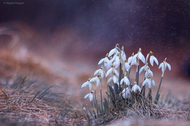 Magda Bognar - 7