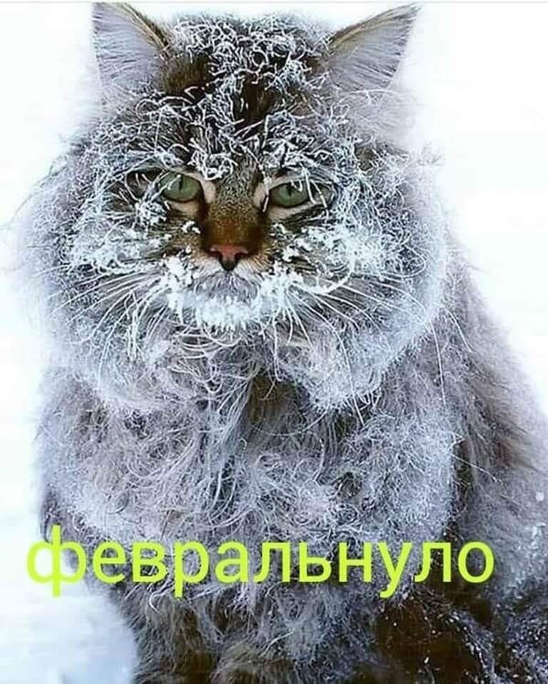 Кот Василий в полнейшей растерянности метался среди сугробов, шерсть стояла дыбом, в глазах читалось ...