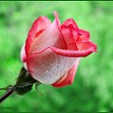 ���� Alex, ������� - ��������� 26 ��� 2020 � ������ �ALEX�
