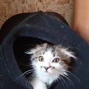 ���� ��������, �����������, 52 ���� - ��������� 26 ������ 2020 � ������ ���� ����������