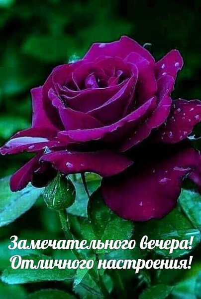   ,    . - 20  2020  19:25 - 3